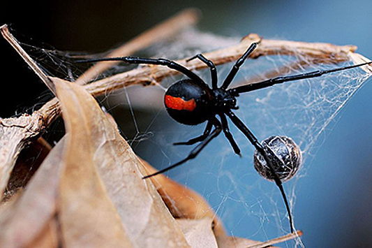 Австралийцев отправили на охоту за ядовитыми пауками