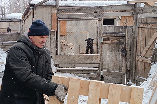 Как решать проблему безнадзорных животных в Сибири