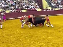 В Португалии гигантский бык забодал 22-летнего участника корриды