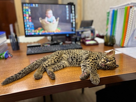 Первый в России мраморный котенок родился в Новосибирском зоопарке