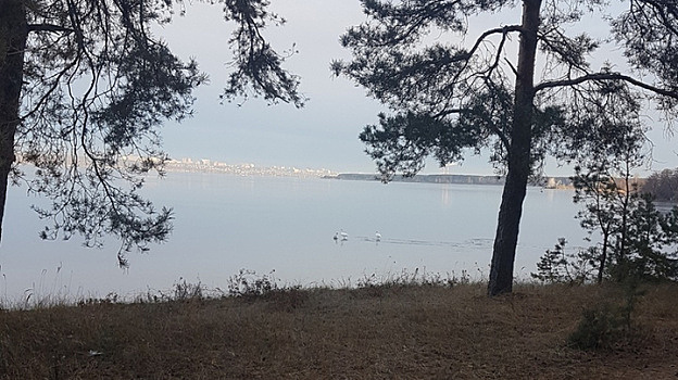 Воронежцы сообщили о терпящих бедствие лебедях и утках, не улетевших на зимовку