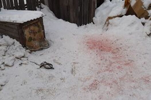 В Пермском крае в мини-приюте живодёры ночью жестоко зарезали собаку