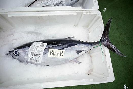 Российские рестораны сообщили о росте цен на морепродукты