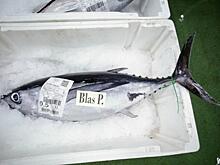 Российские рестораны сообщили о росте цен на морепродукты