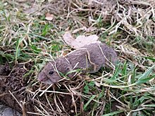 Аграрий, не теряй бдительности: впереди мышиные атаки!