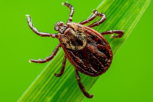 В Роспотребнадзоре напомнили о сохранении рисков укуса клещей в августе