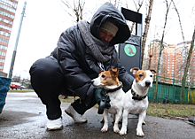 Гуляем по правилам. В районе Проспект Вернадского появились дог-боксы