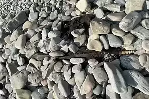 Труп животного на пляже Анапы напугал туристов