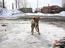 Власти Оренбурга опровергли массовое убийство собак