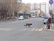 Семь собак отловили в Чите за сутки