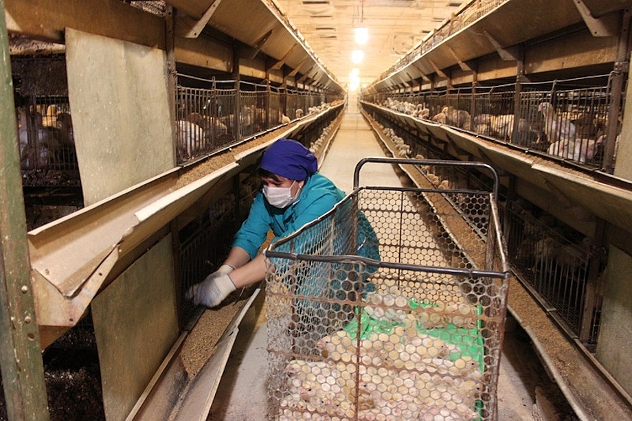 Среднеуральская птицефабрика полностью остановила производство