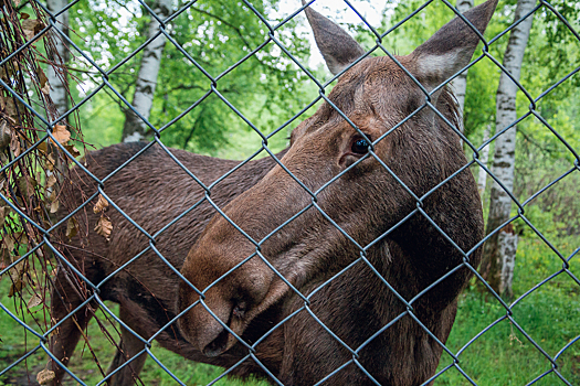 Инспекторы решат судьбу раненой лосихи в кузбасском лесу