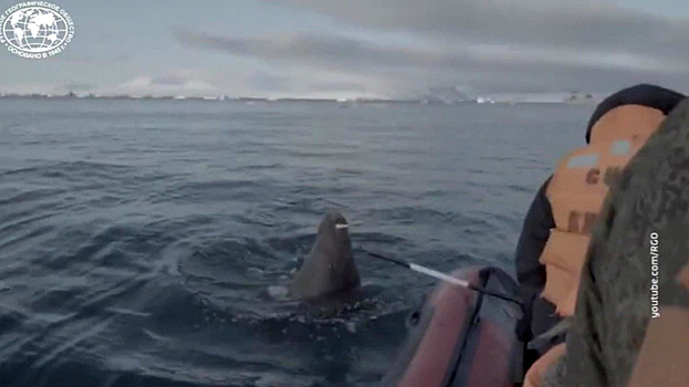 Западные СМИ превратили атаку моржа на лодку РГО в битву с десантным катером