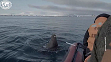 Западные СМИ превратили атаку моржа на лодку РГО в битву с десантным катером