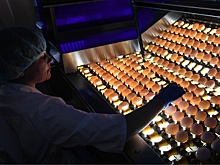 В России начнут производство "чистых" яиц для выпуска вакцин по мировым стандартам. Что об этом думают эксперты