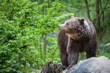 Аномальные скопления медведей заметили на Сахалине