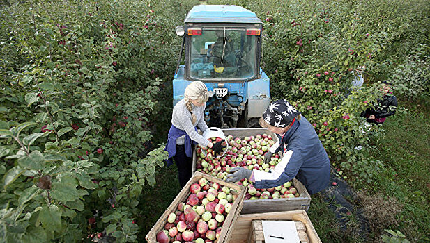 Россельхознадзор проверит производство томатов, яблок и грибов в Белоруссии