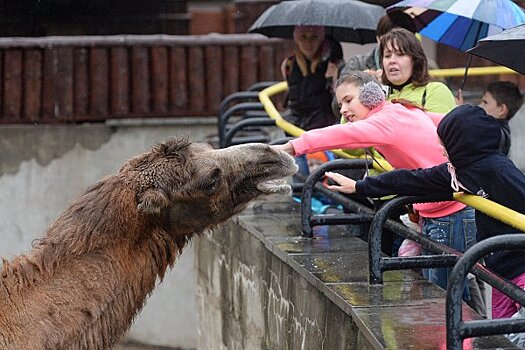 Детский зоопарк в Москве станет самым большим контактным зоопарком России