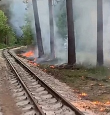 Вредители жгут тополиный пух в челябинском городском бору