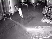 El Pais: в Испании неизвестный опустошил винодельню, вылив 60 тыс. литров вина