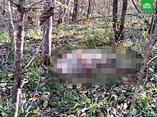 В Приморье обнаружено тело редкого хищника: «Погибшему более 10 лет»