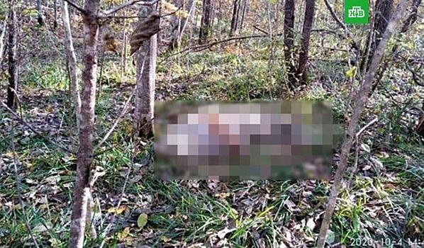 В Приморье обнаружено тело редкого хищника: «Погибшему более 10 лет»
