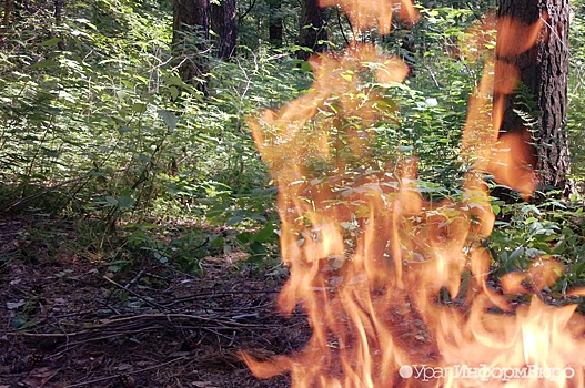 В Госдуме предлагают вернуть на федеральный уровень полномочия по тушению лесных пожаров