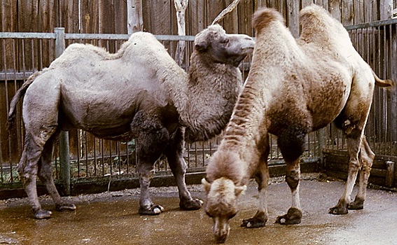 Секрет дойки верблюдов раскрыли в Новосибирском зоопарке