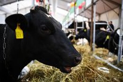 В Канаде корову продали за рекордные 106 тысяч долларов