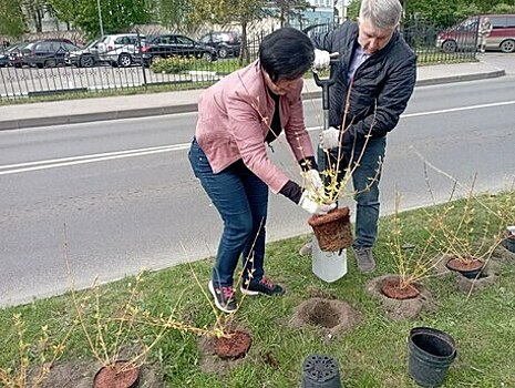 Для замены заборов: вдоль Куйбышева высадили 700 кустарников