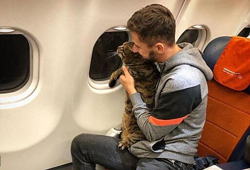 «Аэрофлот» аннулировал бонусные мили пассажира, который провез в ручной клади толстого кота
