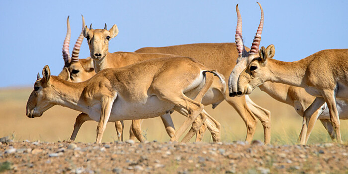 Численность сайгаков в Казахстане планируют сократить на 90 тысяч