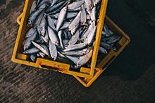 Российские поставщики рыбы готовы к поиску новых путей сбыта продукции