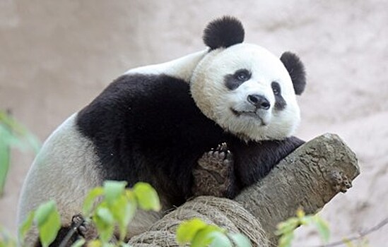 Московский зоопарк дал старт онлайн-трансляции из павильона "Фауна Китая" в новом качестве