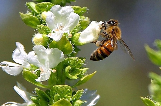 Пчелы: веское основание для объединения