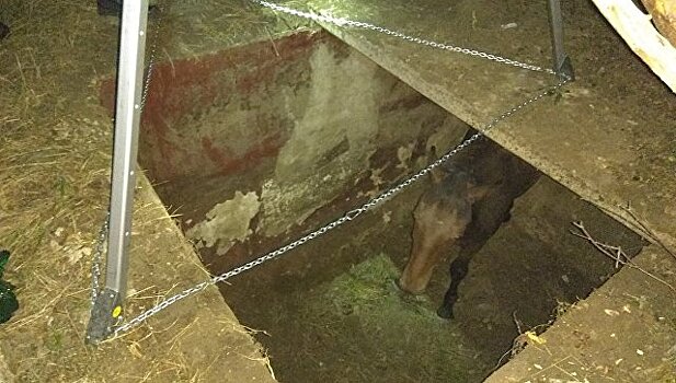 Спасатели вытащили лошадь из двухметровой ямы в Феодосии