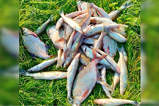 В Новосибирске у браконьера изъяли более 40 килограммов незаконно добытой рыбы