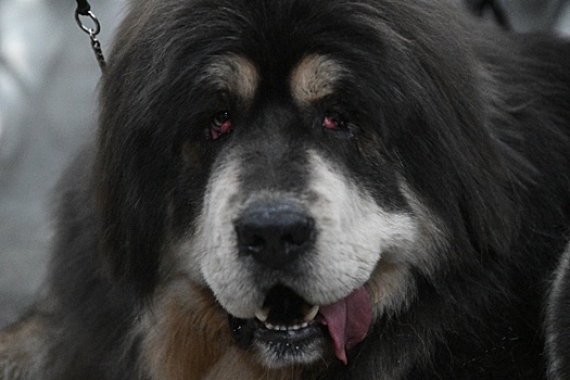 За повторную атаку тибетского мастифа хозяйку оштрафовали на 150 тысяч рублей