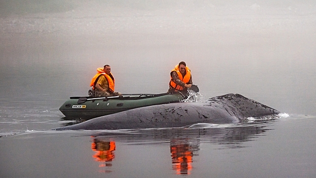 Застрявшего в устье реки кита попробуют вернуть в Охотское море ночью