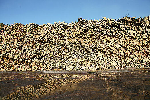 В Красноярском крае объём незаконно заготовленной древесины снизился на 39%