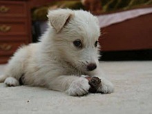 Женщина увидела в мусорном баке шевелящийся пакет. Там оказался крохотный щенок. На улице стоял сильный мороз, и малыш едва не замерз