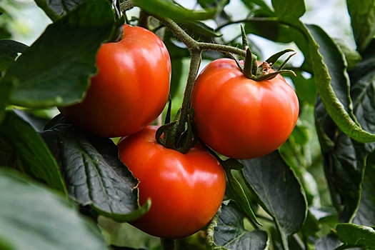 Агроном Татьяна Орлова посоветовала, сколько раз нужно обрабатывать помидоры