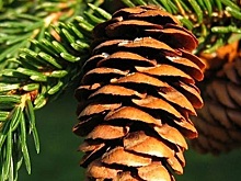 В Арзамасском районе срубили 80-летнюю ель памяти о пропавшем солдате