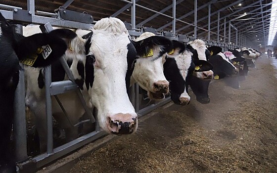 Рязанская область поставила четвертьвековой рекорд по производству молока 