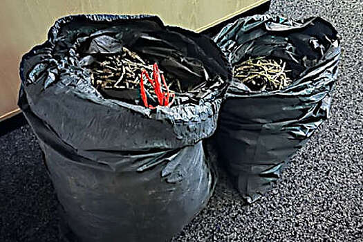 В Германии полицейские на велосипедах проводят рейды в лесу на сборщиков черемши