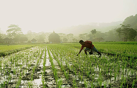 Традиционные сорта риса могут исчезнуть с полей
