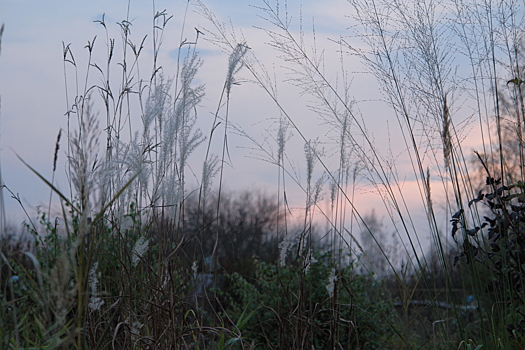 Декоративные злаки в вопросах и ответах