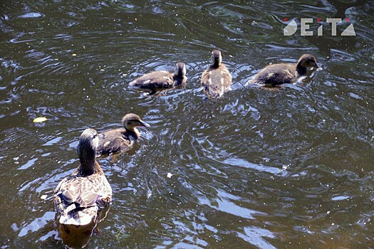 Кампанию по спасению краснокнижных птиц разворачивают в спальном районе Владивостока