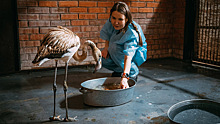 Фламинго, найденный на промысле «Газпром нефти» в Якутии, «переехал» в красноярский зоопарк