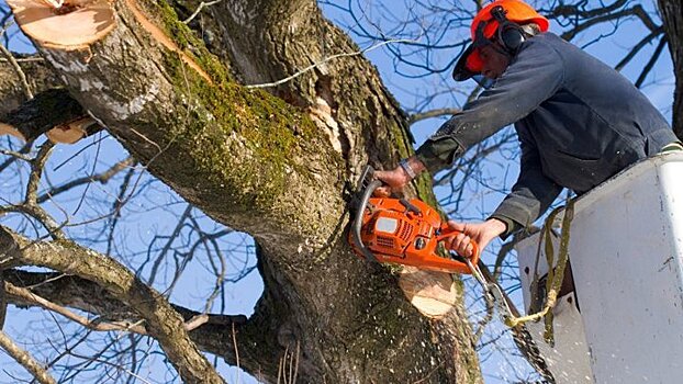 На обрезку аварийных деревьев в Коминтерновском районе Воронежа выделят 4,8 млн рублей